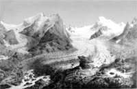 Le Simony kees - Dessin de Friedrich Simony / Cliquer pour agrandir